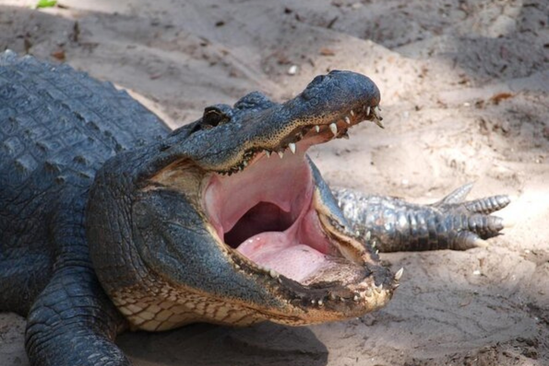 St. Augustine Alligator Farm Zoological Park